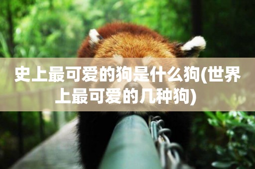 史上最可愛的狗是什么狗(世界上最可愛的幾種狗) 
