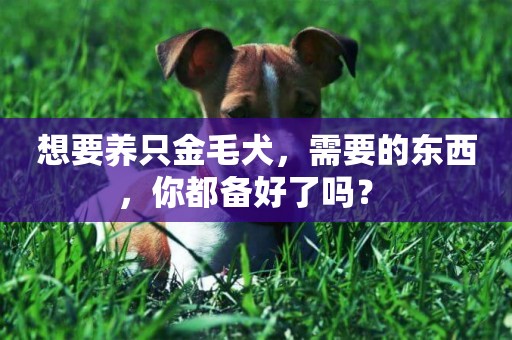想要養只金毛犬，需要的東西，你都備好了嗎？ 