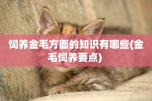 飼養金毛方面的知識有哪些(金毛飼養要點) 