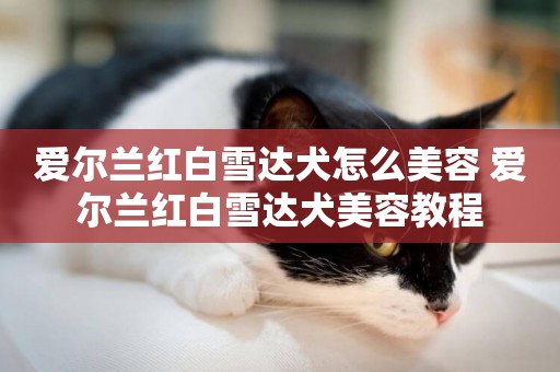 愛爾蘭紅白雪達犬怎么美容 愛爾蘭紅白雪達犬美容教程