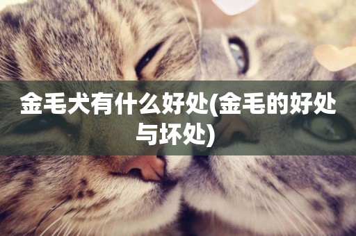 金毛犬有什么好處(金毛的好處與壞處) 