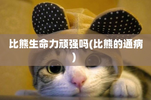 比熊生命力頑強嗎(比熊的通病) 