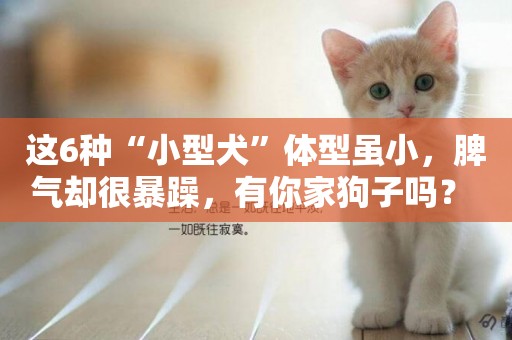 這6種“小型犬”體型雖小，脾氣卻很暴躁，有你家狗子嗎？ 
