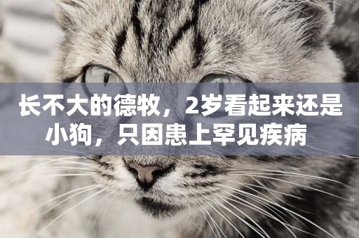 長不大的德牧，2歲看起來還是小狗，只因患上罕見疾病 