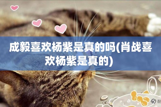 成毅喜歡楊紫是真的嗎(肖戰喜歡楊紫是真的) 