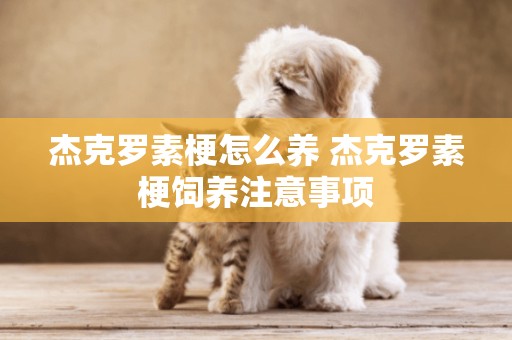 杰克羅素梗怎么養 杰克羅素梗飼養注意事項
