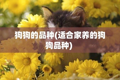 狗狗的品種(適合家養的狗狗品種) 