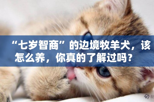 “七歲智商”的邊境牧羊犬，該怎么養，你真的了解過嗎？ 