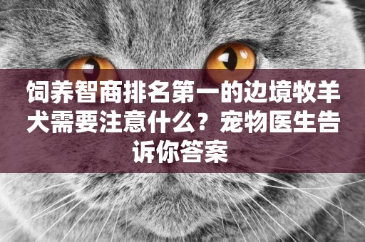 飼養智商排名第一的邊境牧羊犬需要注意什么？寵物醫生告訴你答案 