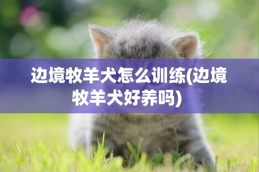 邊境牧羊犬怎么訓練(邊境牧羊犬好養嗎) 