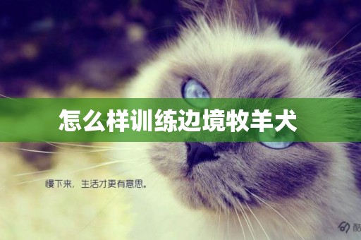 怎么樣訓練邊境牧羊犬 