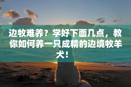 邊牧難養？學好下面幾點，教你如何養一只成精的邊境牧羊犬！ 