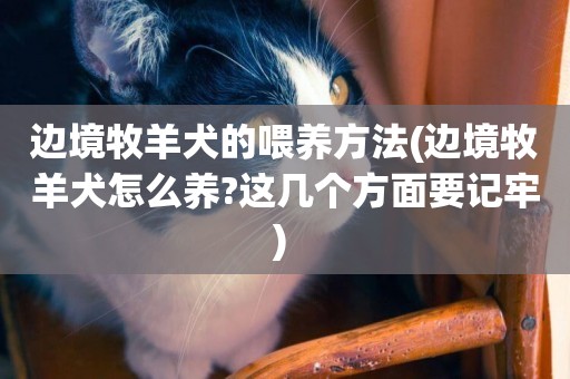邊境牧羊犬的喂養方法(邊境牧羊犬怎么養?這幾個方面要記牢) 