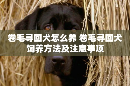 卷毛尋回犬怎么養 卷毛尋回犬飼養方法及注意事項