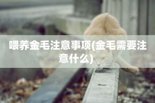 喂養金毛注意事項(金毛需要注意什么) 