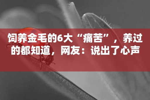 飼養金毛的6大“痛苦”，養過的都知道，網友：說出了心聲 