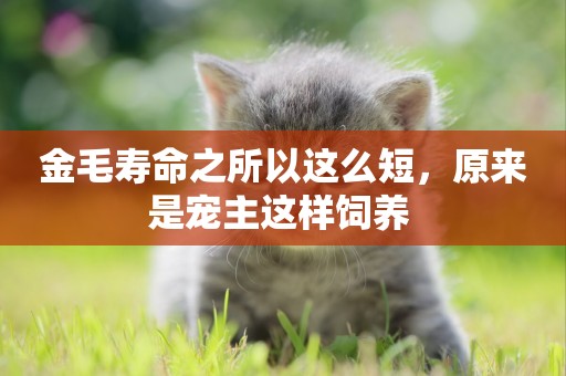 金毛壽命之所以這么短，原來是寵主這樣飼養 