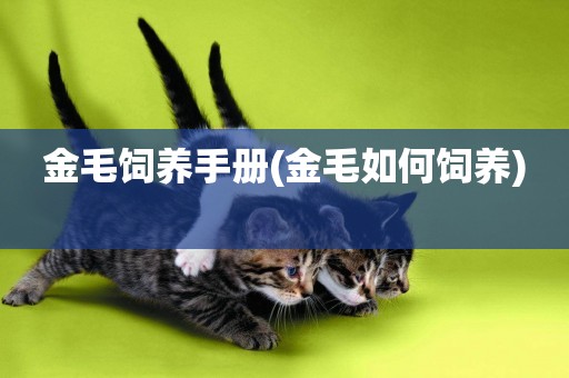 金毛飼養手冊(金毛如何飼養) 
