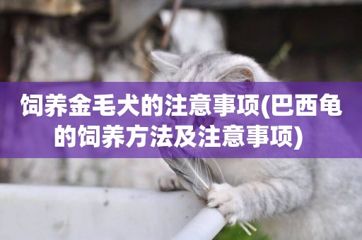 飼養金毛犬的注意事項(巴西龜的飼養方法及注意事項) 