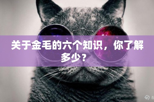 關于金毛的六個知識，你了解多少？ 
