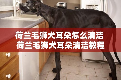 荷蘭毛獅犬耳朵怎么清潔 荷蘭毛獅犬耳朵清潔教程