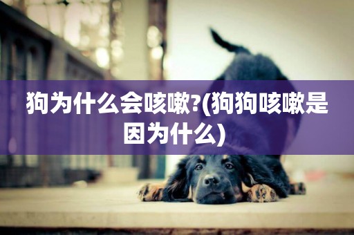 狗為什么會咳嗽?(狗狗咳嗽是因為什么) 