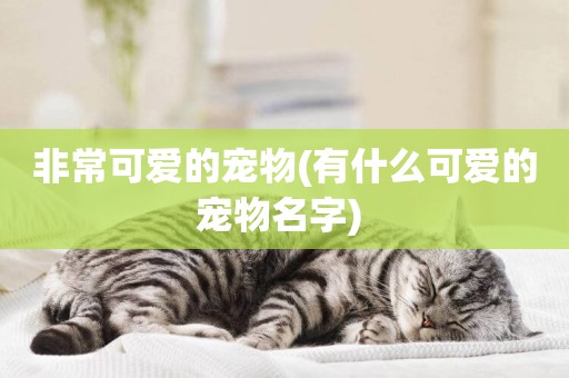 非常可愛的寵物(有什么可愛的寵物名字) 