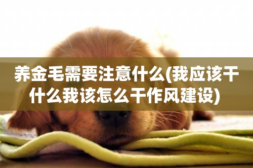 養金毛需要注意什么(我應該干什么我該怎么干作風建設) 