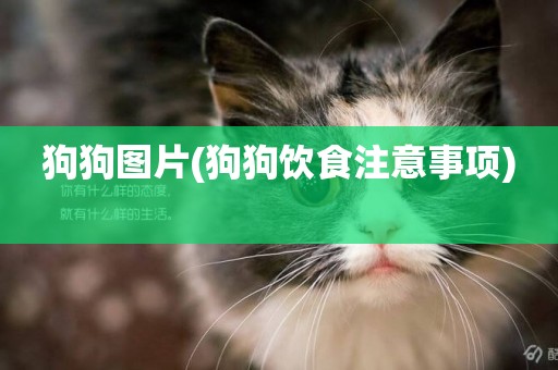 狗狗圖片(狗狗飲食注意事項) 