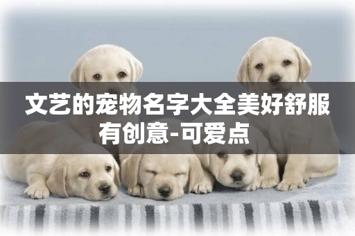 文藝的寵物名字大全美好舒服有創意-可愛點 