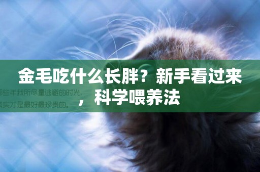 金毛吃什么長胖？新手看過來，科學喂養法 