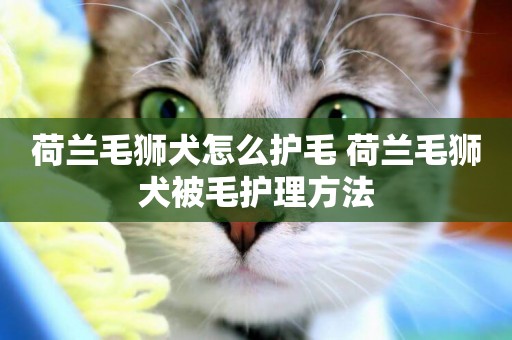 荷蘭毛獅犬怎么護毛 荷蘭毛獅犬被毛護理方法
