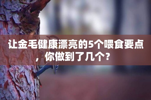 讓金毛健康漂亮的5個喂食要點，你做到了幾個？ 