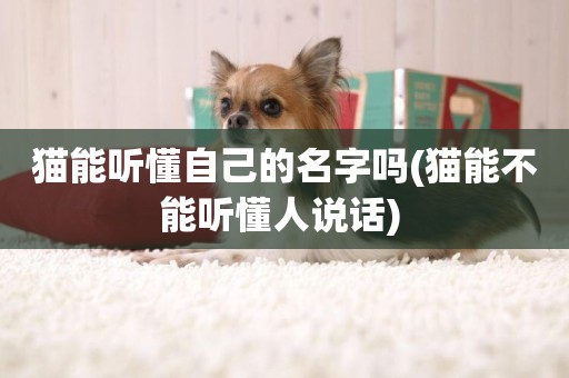 貓能聽懂自己的名字嗎(貓能不能聽懂人說話) 