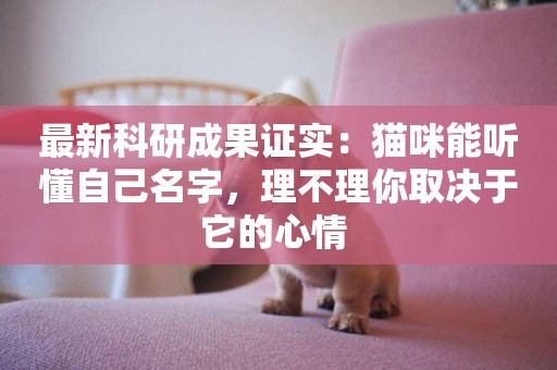 最新科研成果證實：貓咪能聽懂自己名字，理不理你取決于它的心情 
