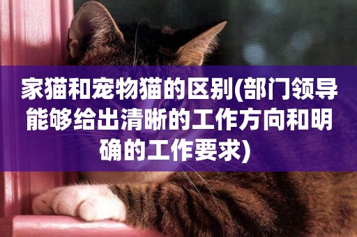 家貓和寵物貓的區別(部門領導能夠給出清晰的工作方向和明確的工作要求) 