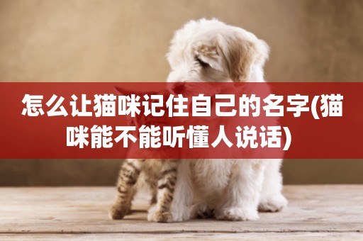 怎么讓貓咪記住自己的名字(貓咪能不能聽懂人說話) 