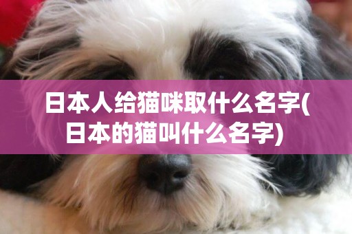日本人給貓咪取什么名字(日本的貓叫什么名字) 