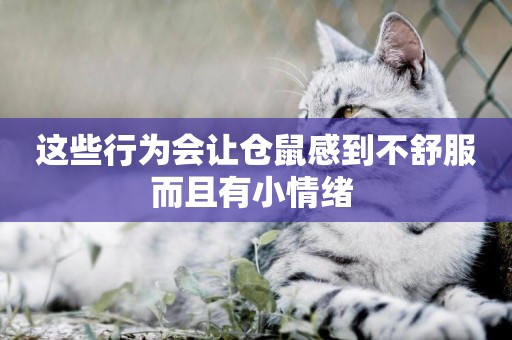 這些行為會讓倉鼠感到不舒服而且有小情緒 