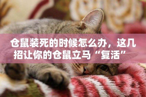 倉鼠裝死的時候怎么辦，這幾招讓你的倉鼠立馬“復活” 