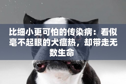比細小更可怕的傳染病：看似毫不起眼的犬瘟熱，卻帶走無數生命 