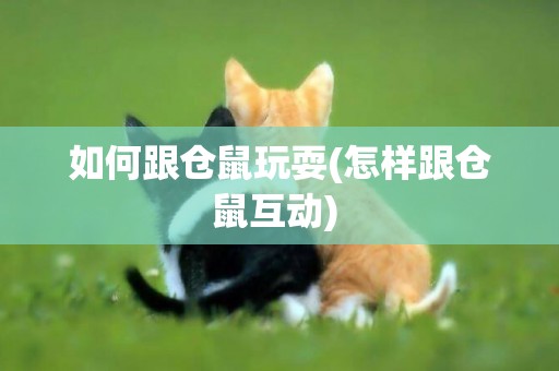 如何跟倉鼠玩耍(怎樣跟倉鼠互動) 
