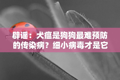 辟謠：犬瘟是狗狗最難預防的傳染病？細小病毒才是它們最大的敵人 