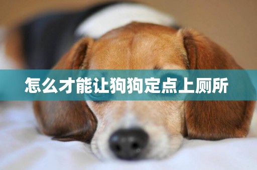 怎么才能讓狗狗定點上廁所 