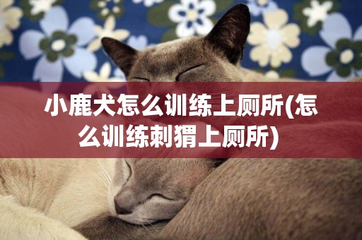小鹿犬怎么訓練上廁所(怎么訓練刺猬上廁所) 