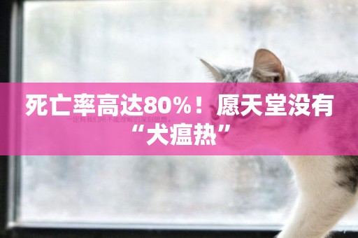 死亡率高達80%！愿天堂沒有“犬瘟熱” 