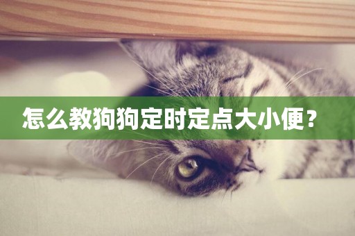 怎么教狗狗定時定點大小便？ 