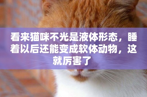 看來貓咪不光是液體形態，睡著以后還能變成軟體動物，這就厲害了 