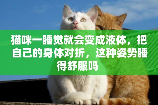 貓咪一睡覺就會變成液體，把自己的身體對折，這種姿勢睡得舒服嗎 