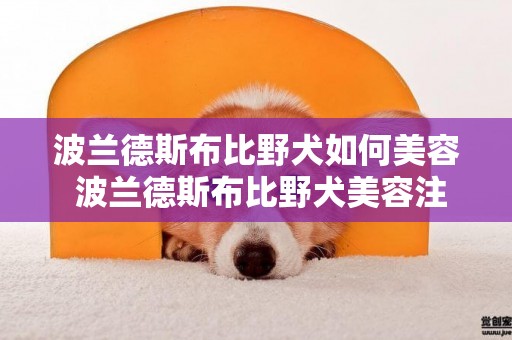 波蘭德斯布比野犬如何美容 波蘭德斯布比野犬美容注意事項